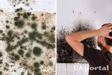 Как предотвратить появление плесени - что делать, чтобы не было плесени