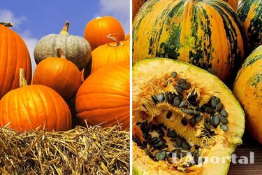 Дачники розповіли, що потрібно, аби гарбуз раніше дозрів