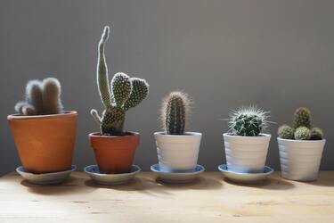 How to successfully grow cacti from seed: six easy steps