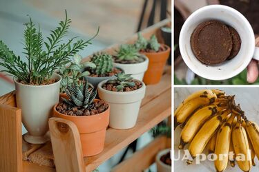 Как сделать удобрение для цветов в домашних условиях и когда вносят удобрения для цветов.