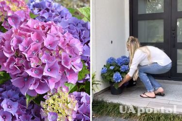 The blogger named four tricks to help grow beautiful hydrangeas