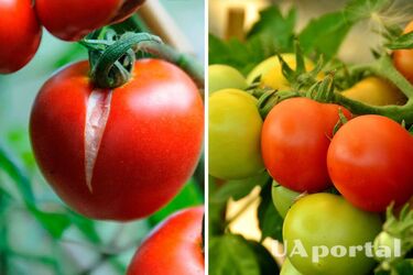 Дачники пояснили, як вберегти помідори від тріщин та гниття на кущах