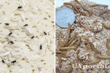 Как избавиться от жучков и личинок в крупах