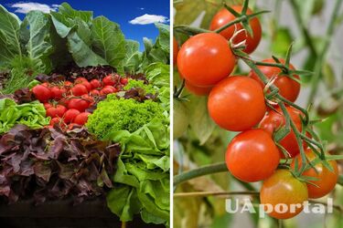 Знищать весь врожай: городники назвали п'ять рослин, які нізащо не можна садити поряд з помідорами