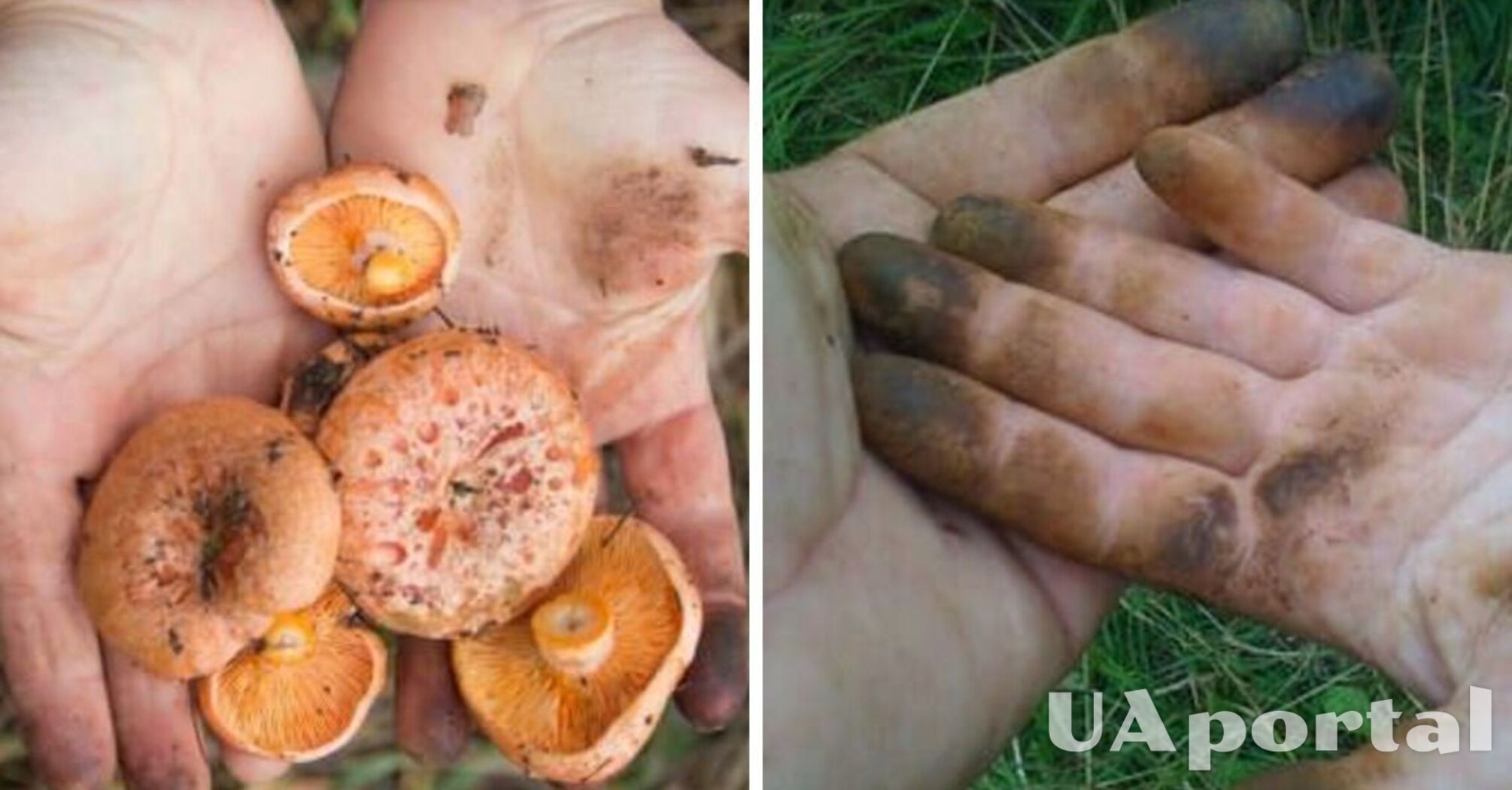 Як відмити руки від запаху та слідів грибів