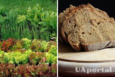 Увеличить урожай: как приготовить удобрение для растений из черствого хлеба