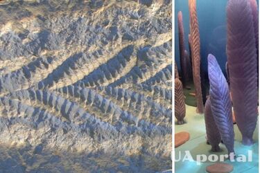 Двое детей случайно решили 'самую страшную проблему Чарльза Дарвина'