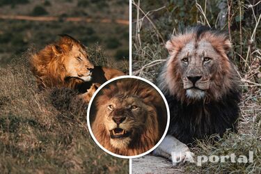 Вчені пояснили, чому леви мають гриви