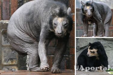 Лінивець з мордою собаки: як виглядає медвідь, що залишився без хутра (фото)