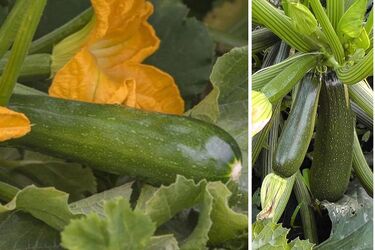 Молоді кабачки гниють на грядці: як врятувати врожай