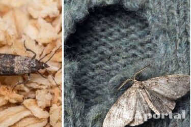 Міль в будинку: як позбутися шкідників