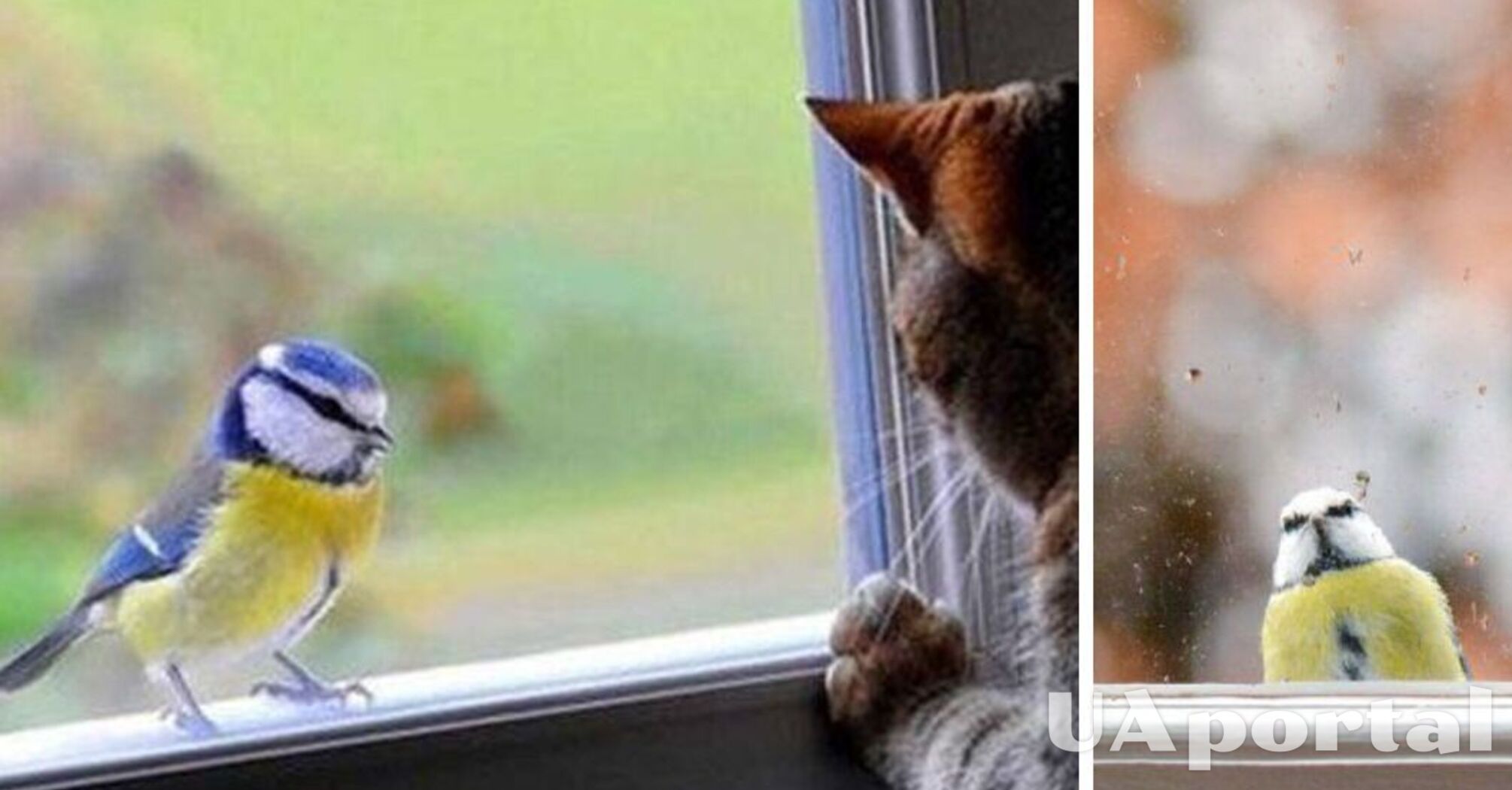 Що означає, коли птах стукає у вікно: пояснення