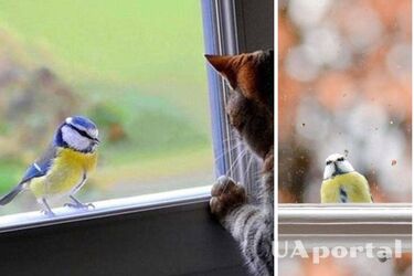 What does it mean when a bird pecks at the window: explanation