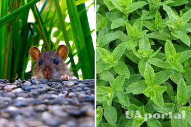 Садівники назвали п'ять рослин, які виженуть щурів з ділянки