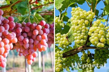 Зола та борна кислота: топ 3 підживки для винограду, які варто застосувати у серпні