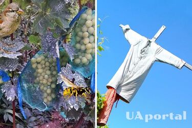 Тюль та панчохи: топ -4 методи захисту винограду від птахів