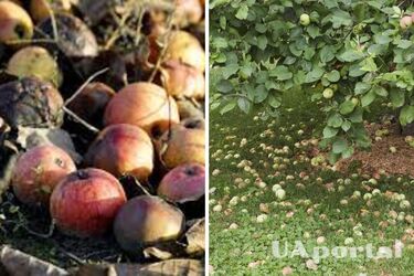Прискорює ріст та зміцнює імунітет: як використовувати добриво з опалих яблук