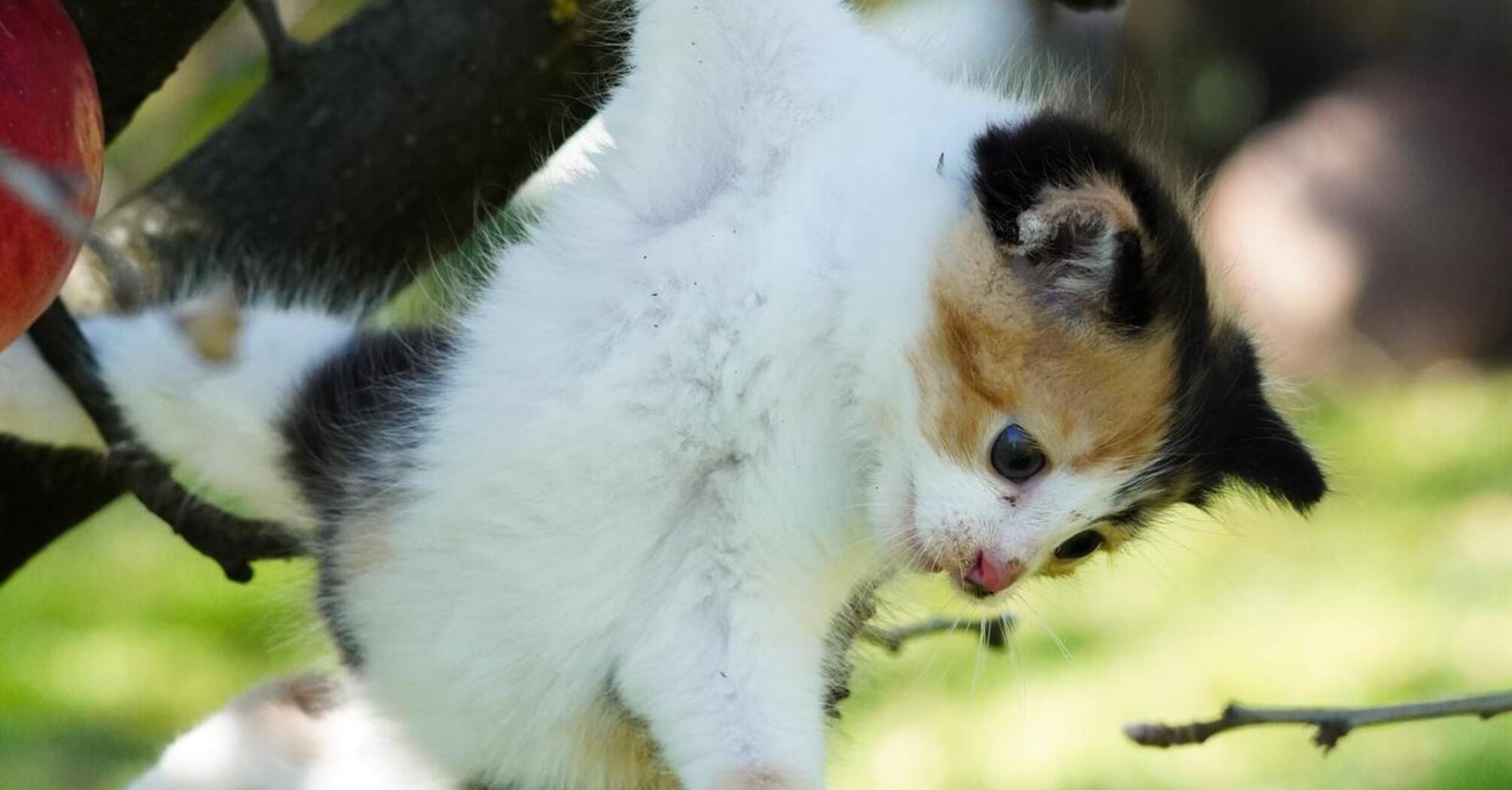 Why the Japanese love tricolour cats so much and how they attract success