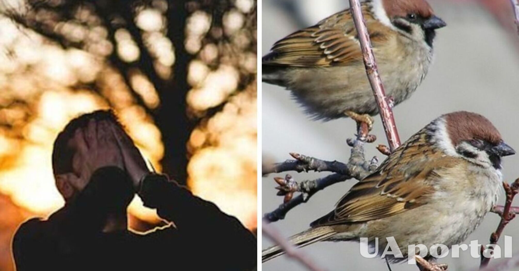 Вчені знайшли зв'язок між кількістю психічних розладів у людей та різноманітністю видів птахів