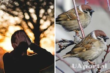 Ученые нашли связь между количеством психических расстройств у людей и разнообразием видов птиц