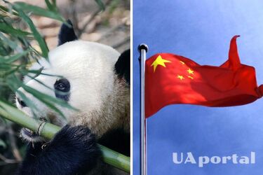 First complete burial of a panda in a 2000-year-old tomb discovered in China (photo)