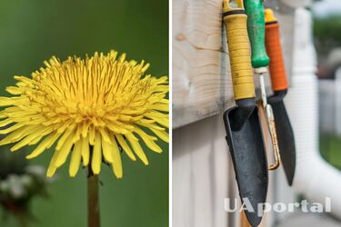 Дачники назвали найпростіший спосіб позбавитись кульбабок на ділянці