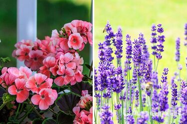 Садовники объяснили, почему нужно обрезать герань, розы и лаванду в августе