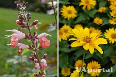 Садівники назвали прості у вирощувані рослини, які квітнуть пізнім літом