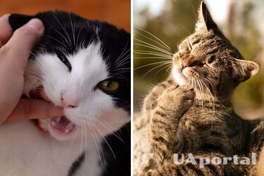 У британца развилась неизвестная ранее болезнь: причиной стала кошка