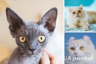 Яка порода котів підходить для квартири