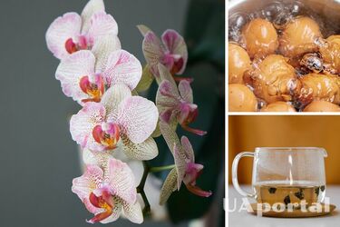 Как правильно поливать орхидею в домашних условиях, чтобы цвела – натуральные удобрения для орхидей
