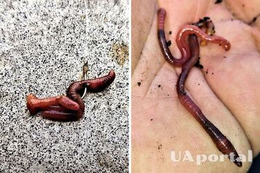 Как правильно насадить червя на крючок