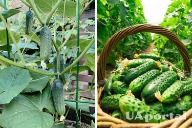 Як удобрювати огірки у серпні, щоб отримати великий урожай