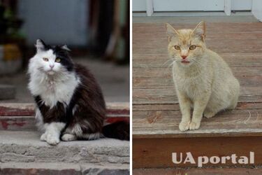 Чому коти лягають на порозі будинку і що це означає