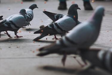 Голубь прилетел на окно: весник удачи или несчастья