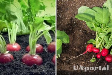 How to plant radishes in August to harvest: tips from gardeners