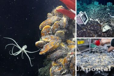 Ученые перевернули плиту вулканической коры на дне Тихого океана и обнаружили там новую экосистему