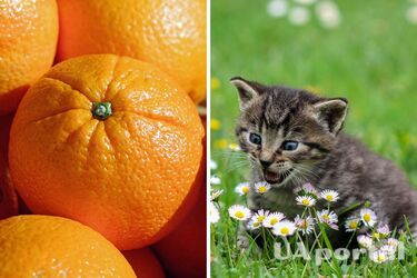 Садівники назвали прості засоби, які не дадуть котам гадити на ділянці