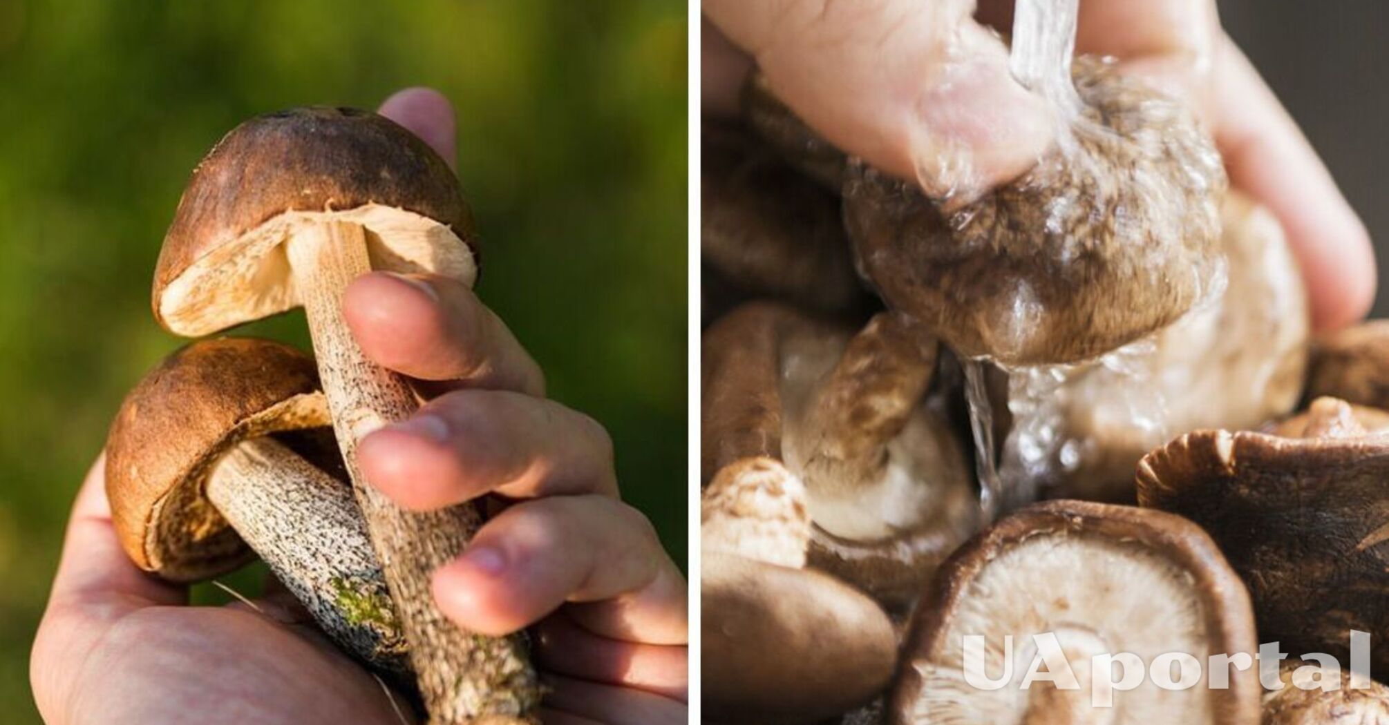 Як очистити гриби від бруду та землі