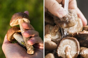 Как очистить грибы от грязи и земли