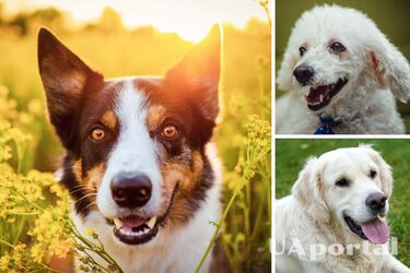 Яка порода собак найрозумніша у світі - Топ-10 найрозумніших порід собак у світі