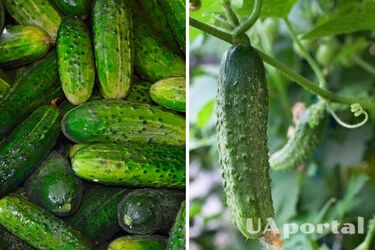 Чому огірки гірчать: названі основні причини