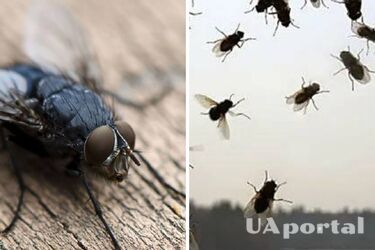 It takes one plant: how to get rid of flies in the house