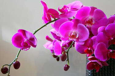 Які прикмети та забобони пов'язані з орхідеями