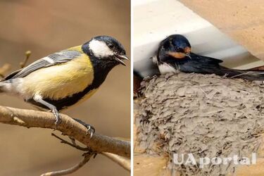 A bird has made a nest near the house: what it means
