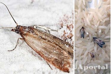 Як позбутися харчової молі на кухні: 4 способи