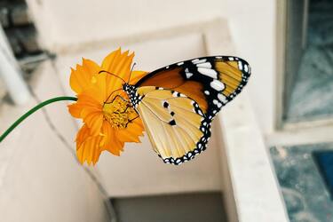 Бабочка залетела в дом: как она может исполнить желание