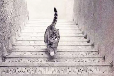 Кішка піднімається чи спускається сходами? Цей тест розповість про вас все