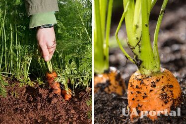 When to collect carrots