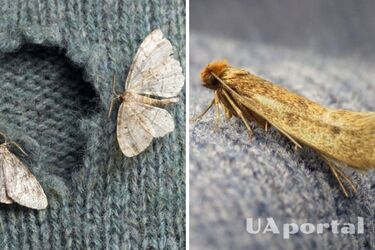 How to get rid of moths permanently: an effective way
